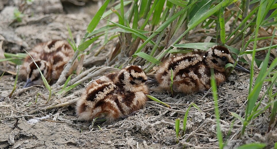 American Woodcock Chicks (35198829052).jpg by Michael Hamilton from Canada is licensed under CC 2.0.